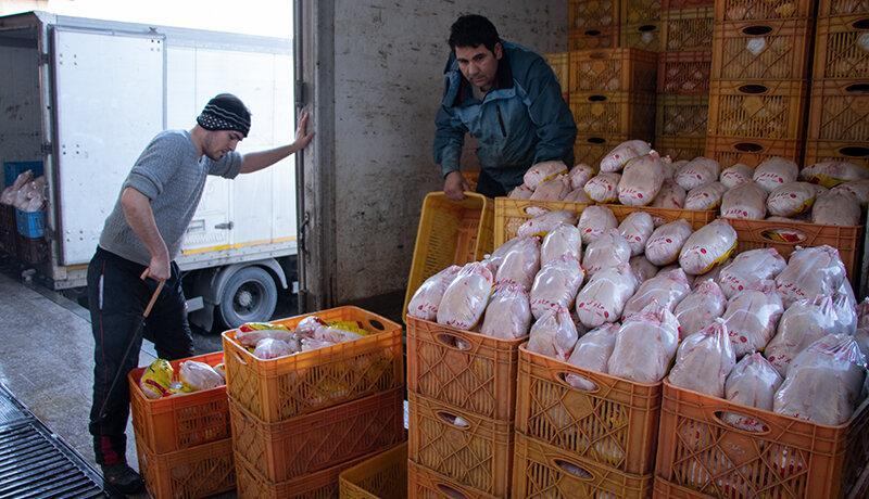 توزیع 200 تن مرغ با قیمت مصوب در شهرستان ری