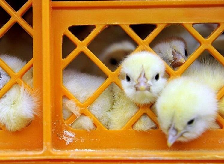 کلامی: کاهش جوجه ریزی تا سرانجام خرداد تمدید شد، نوسان بیش از 7درصد قیمت مرغ ممنوع!