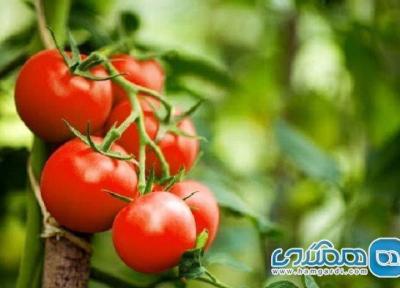 آشنایی با تاریخچه گوجه فرنگی در ایران و دنیا
