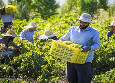 برداشت 255 هزار تن انگور از تاکستان های شهر جهانی انگور ملایر