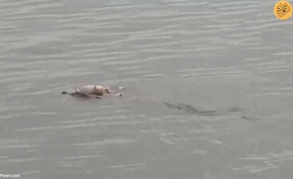 تمساح غول پیکر جسد کودک غرق شده را به خانواده اش برگرداند!