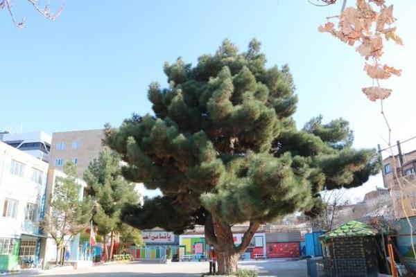 درختی با قدمت 130 سال در دل یکی از مدارس بجنورد